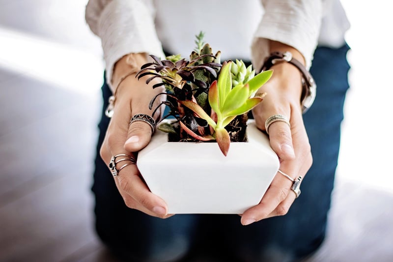 Plants in Home Decor